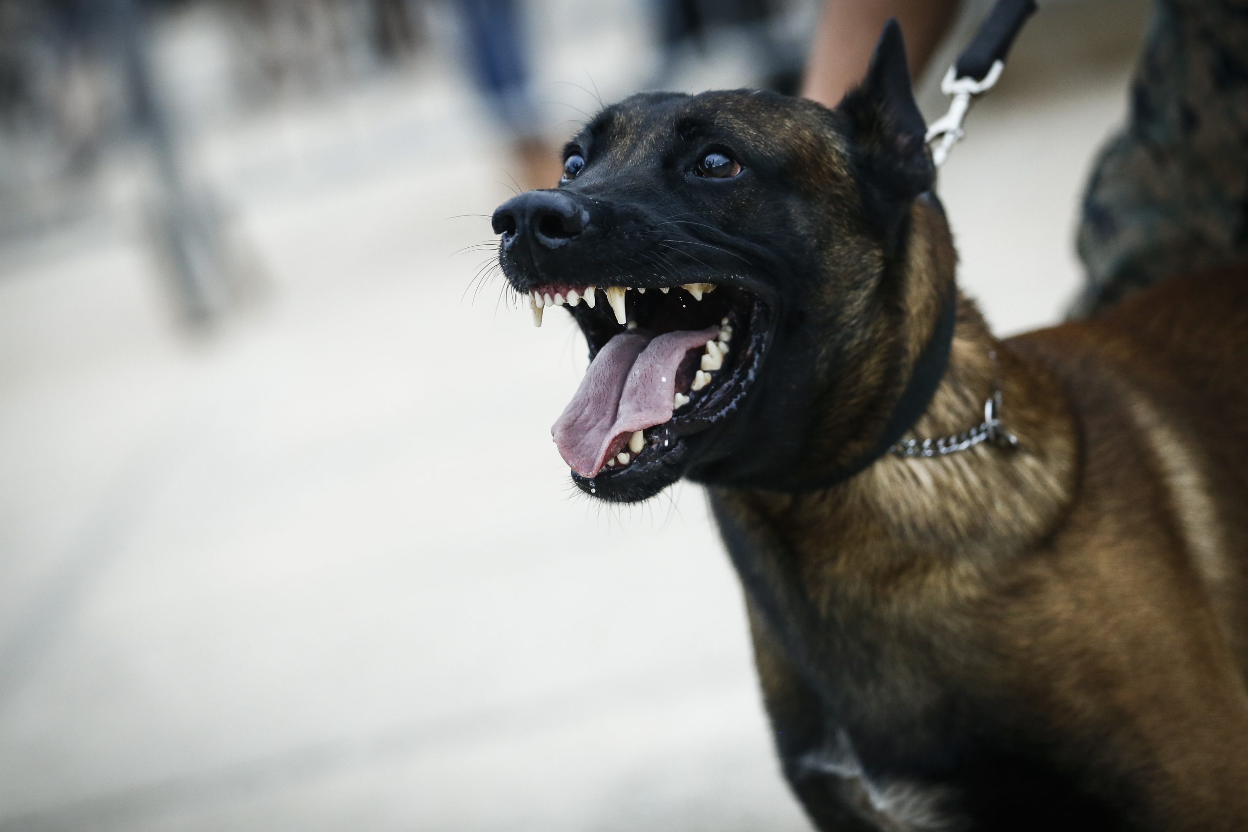 A brown and black Belgian Malinois dog on a leash bares its teeth with its mouth wide open, appearing alert and intense.
